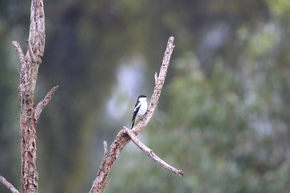 Ak Kanatlı Tırtılyiyen - ML646378490