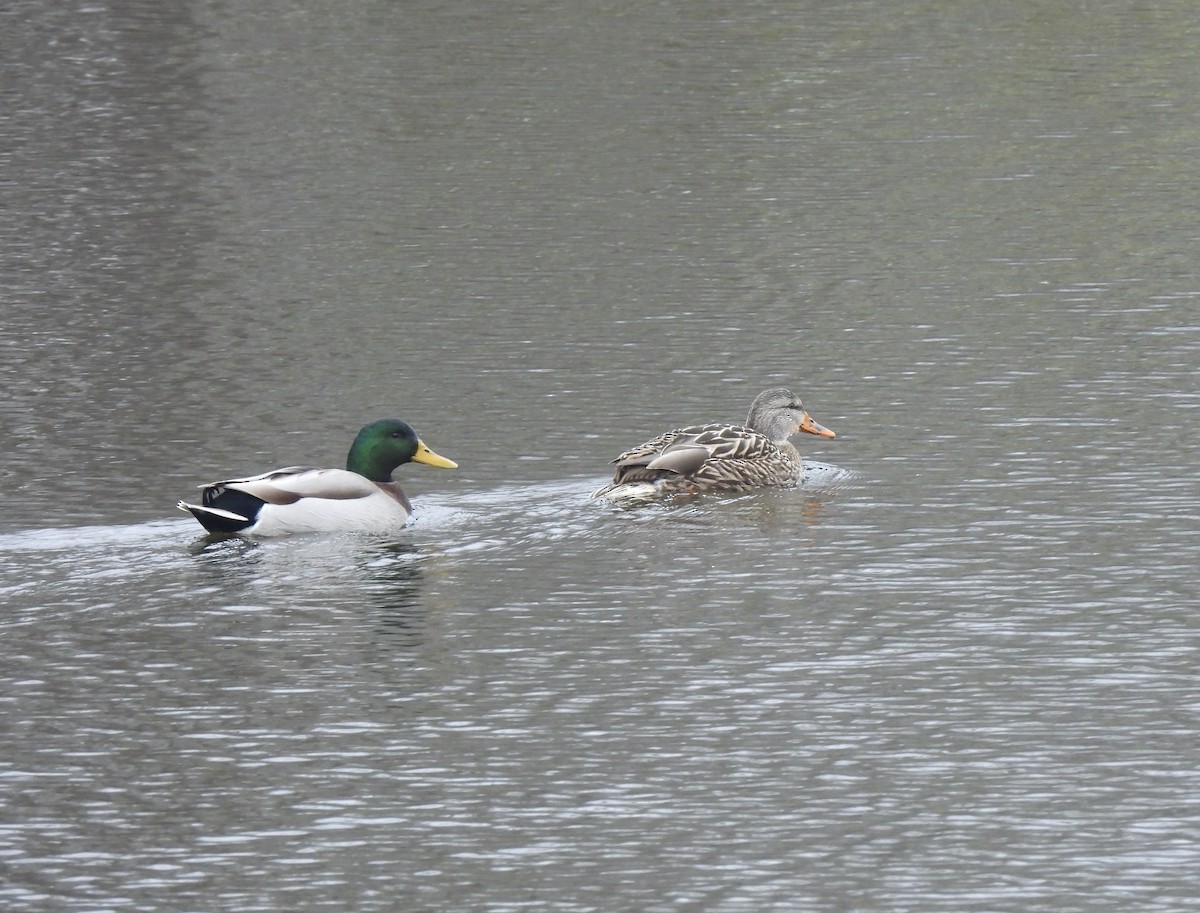 Mallard - ML646378491