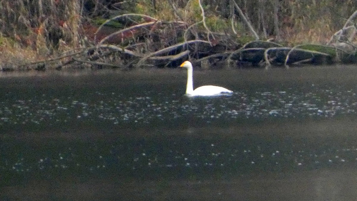 Whooper Swan - ML646378495