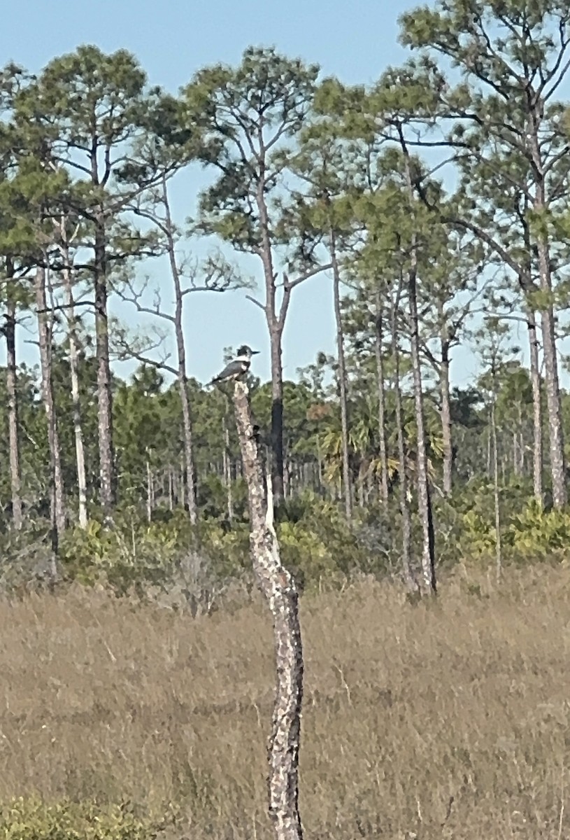 Belted Kingfisher - ML646378496