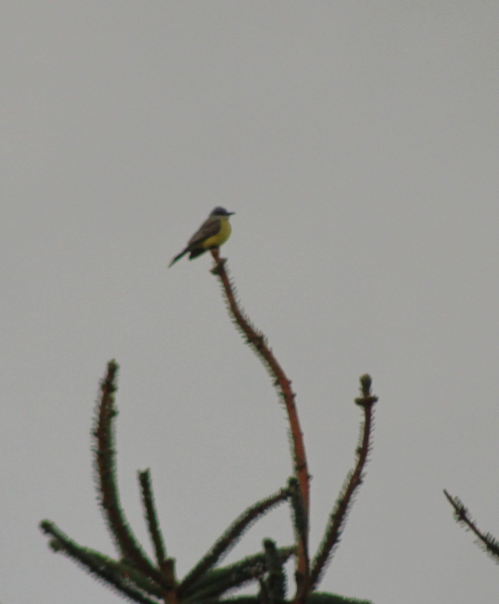 Tropical Kingbird - ML646378497