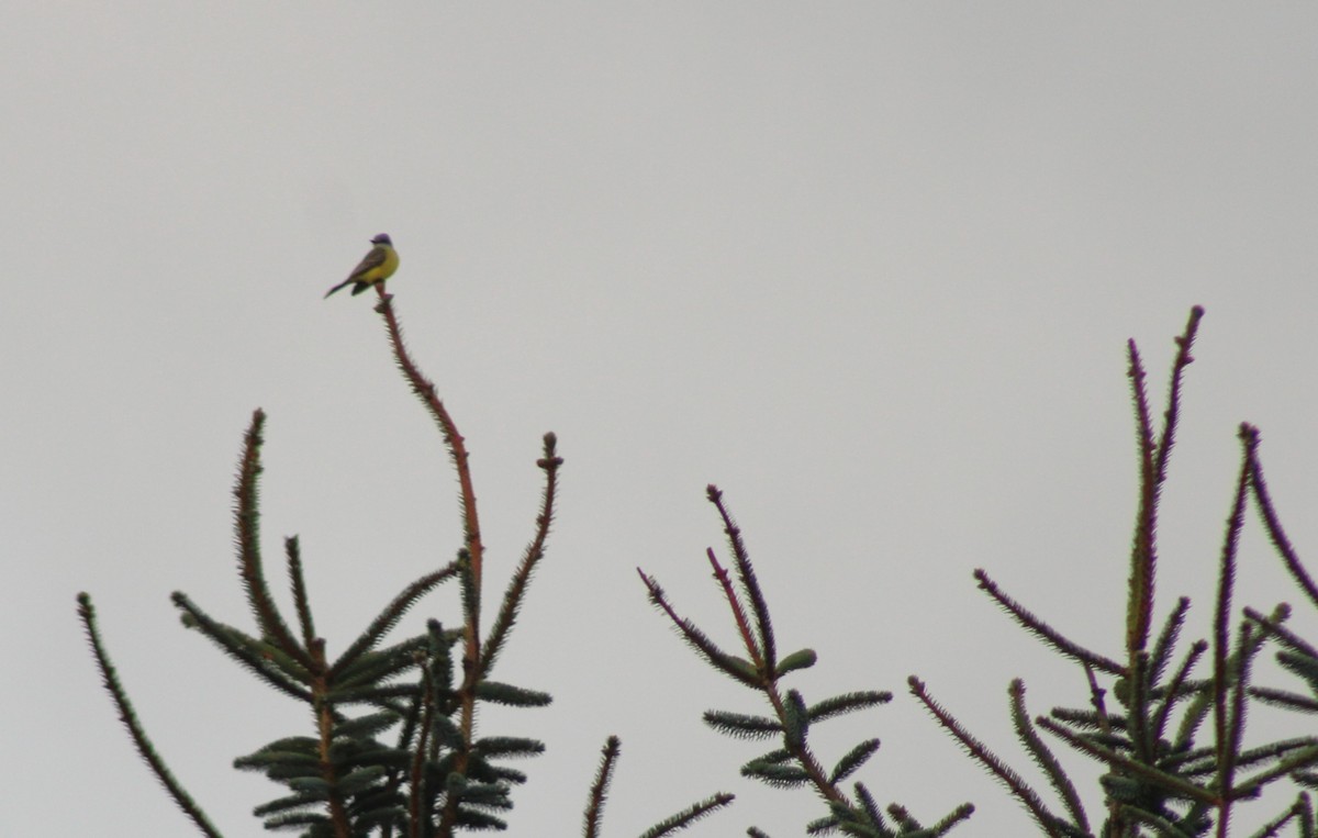 Tropical Kingbird - ML646378498