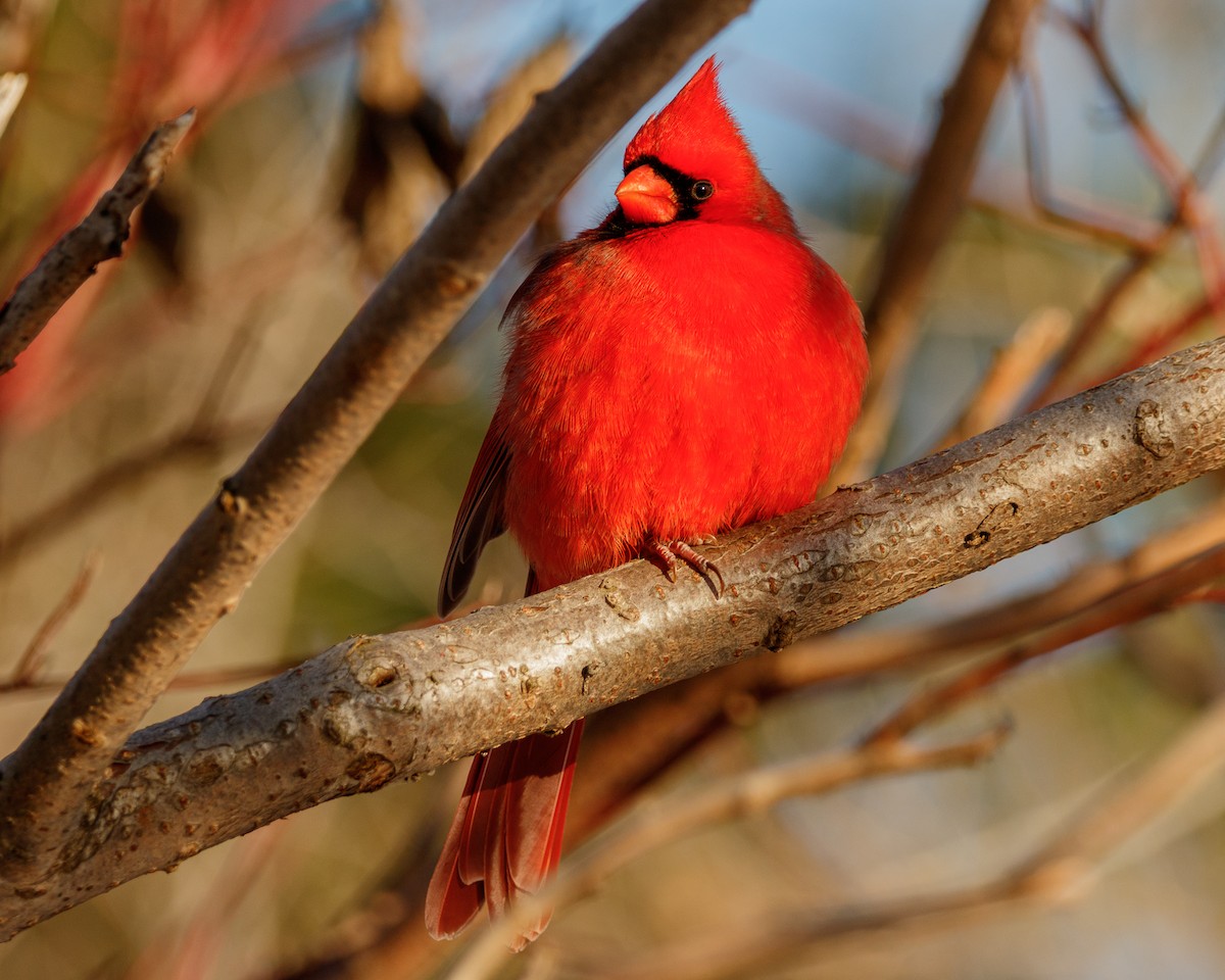 Northern Cardinal - ML646378499
