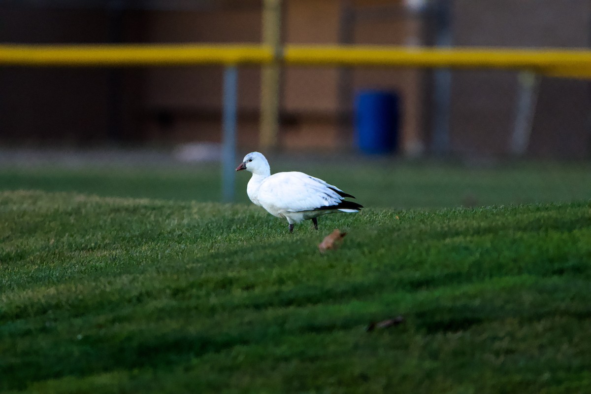 Ross's Goose - ML646378501