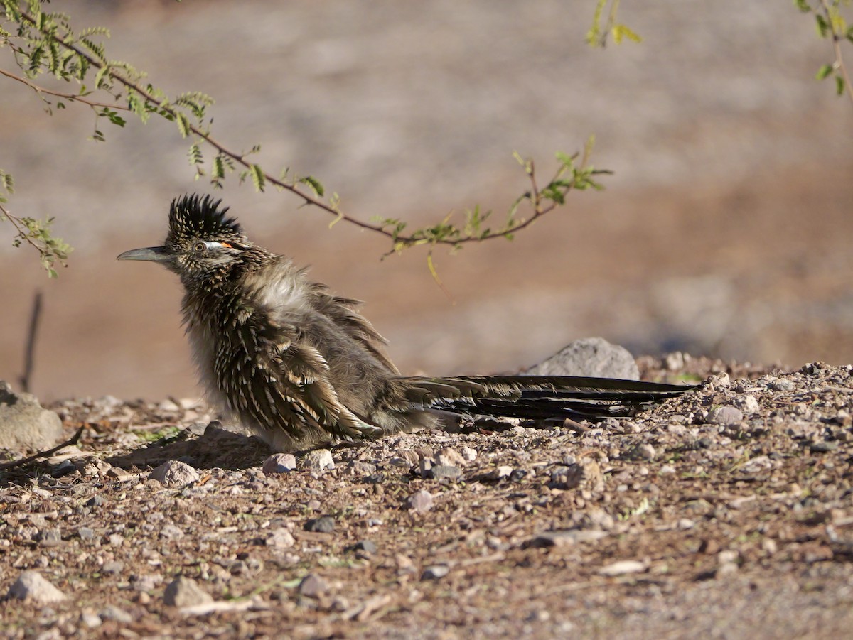 Greater Roadrunner - ML646378504