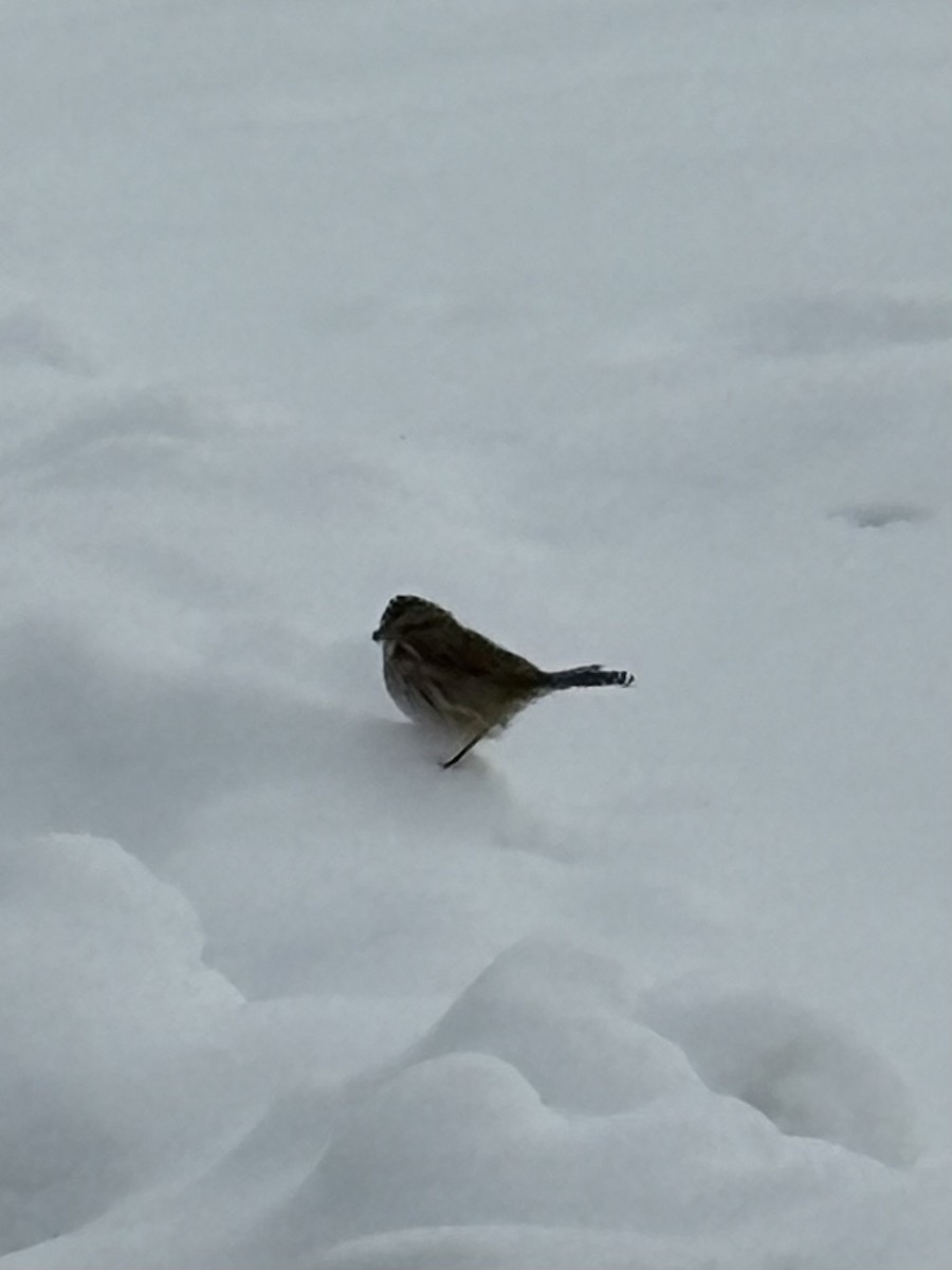 strnadec zpěvný - ML646378505