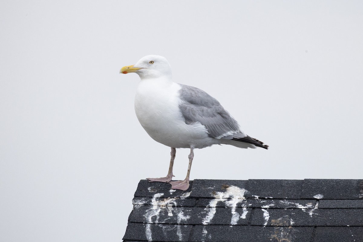 American Herring Gull - ML646378507