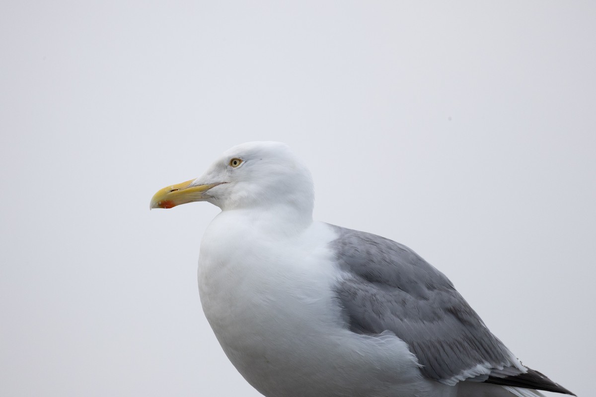 American Herring Gull - ML646378508