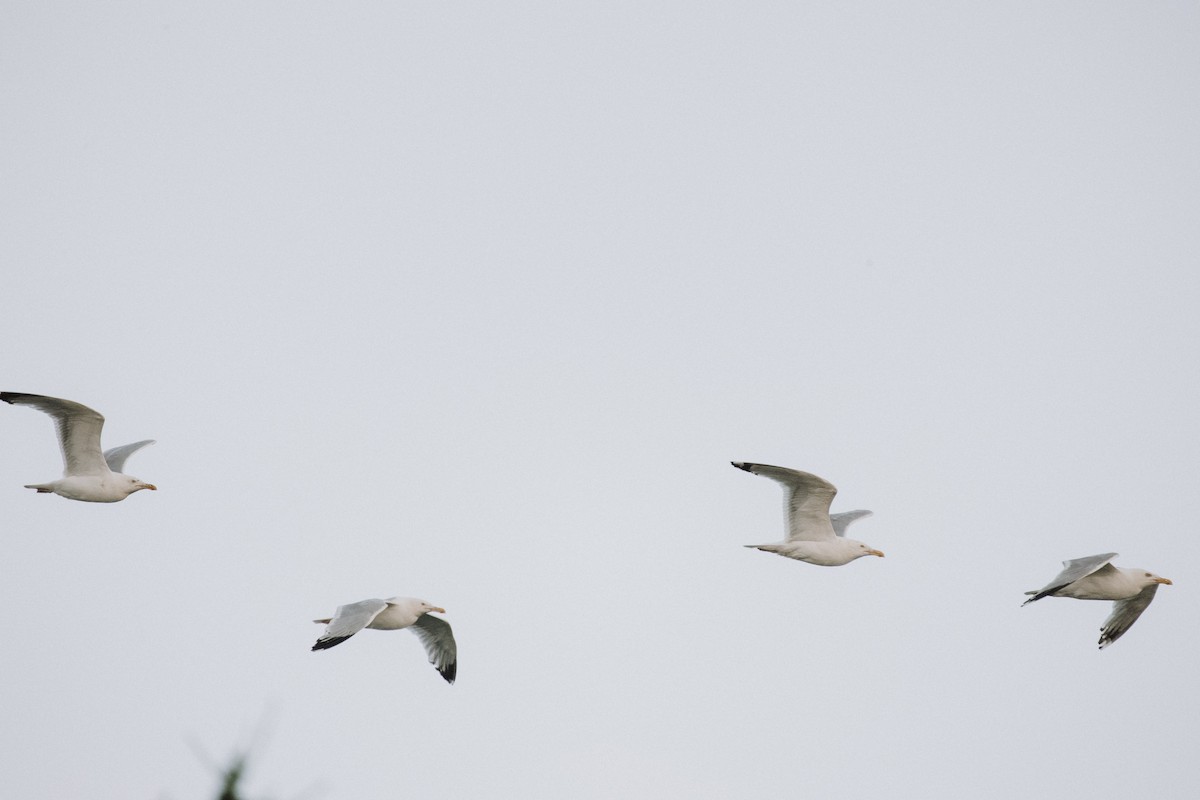 American Herring Gull - ML646378509