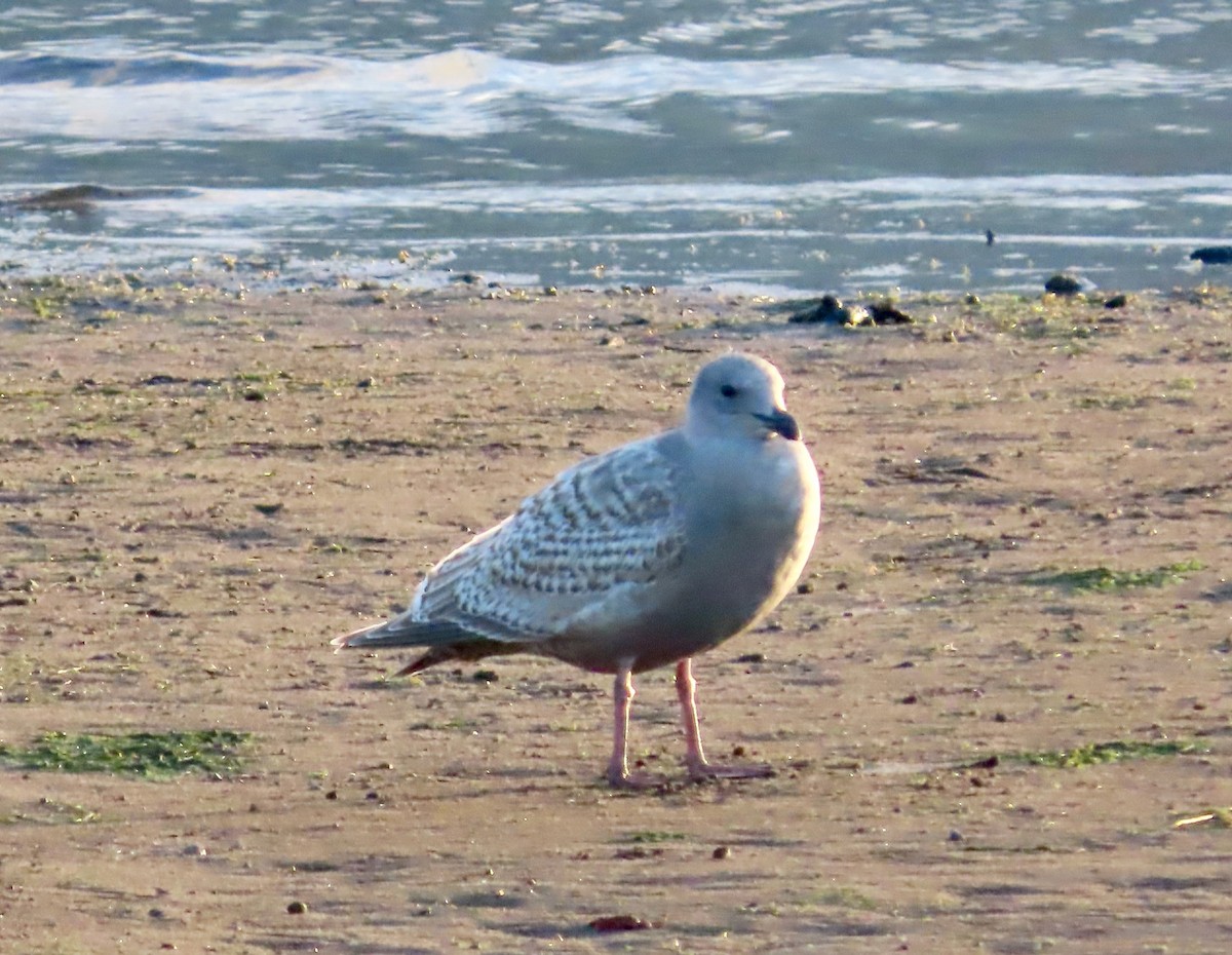 American Herring x Glaucous-winged Gull (hybrid) - ML646378512
