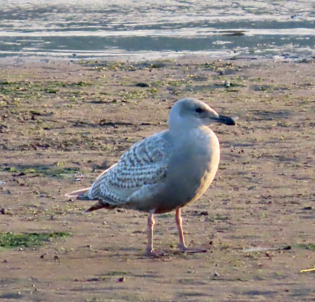 American Herring x Glaucous-winged Gull (hybrid) - ML646378513