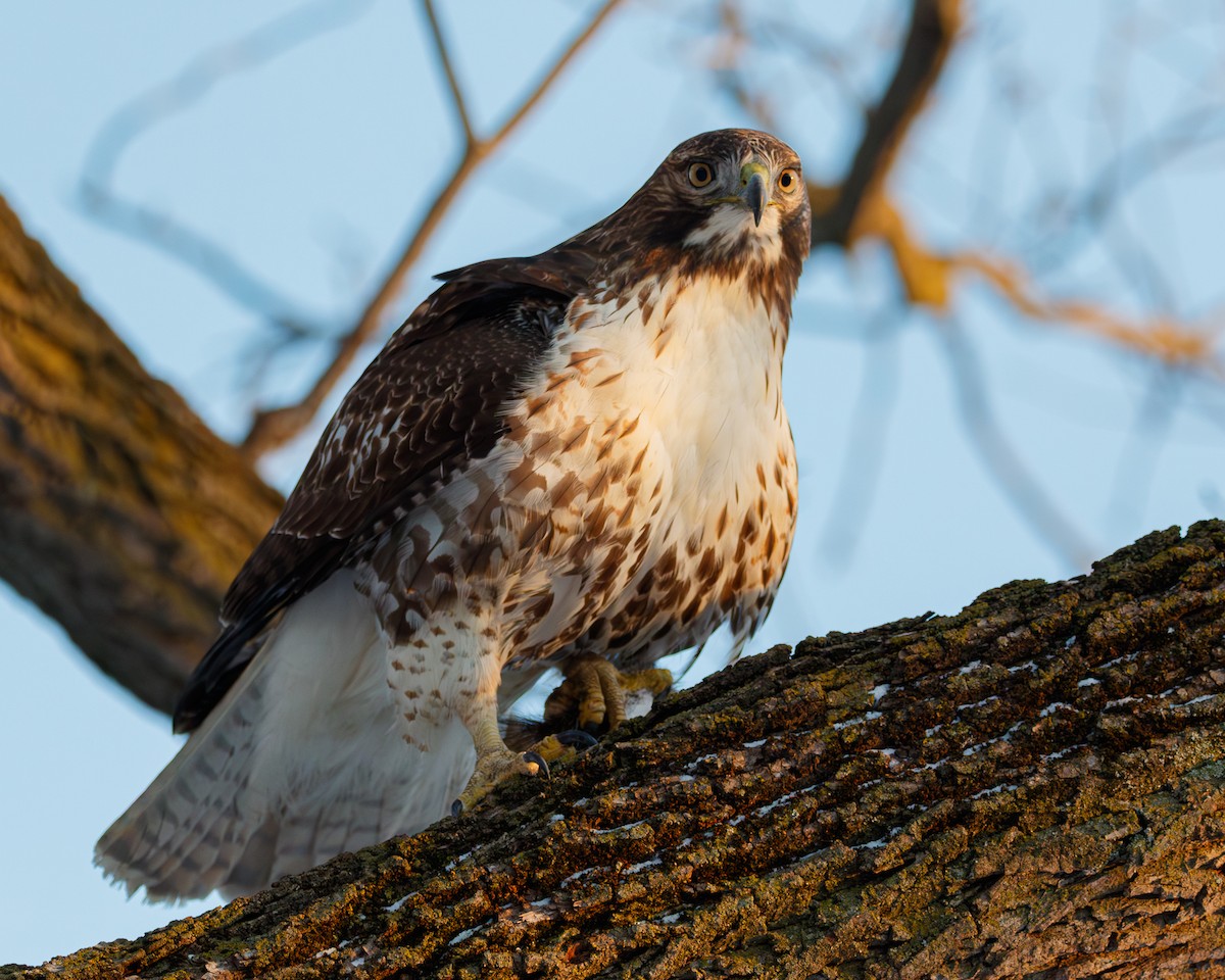 Red-tailed Hawk - ML646378514