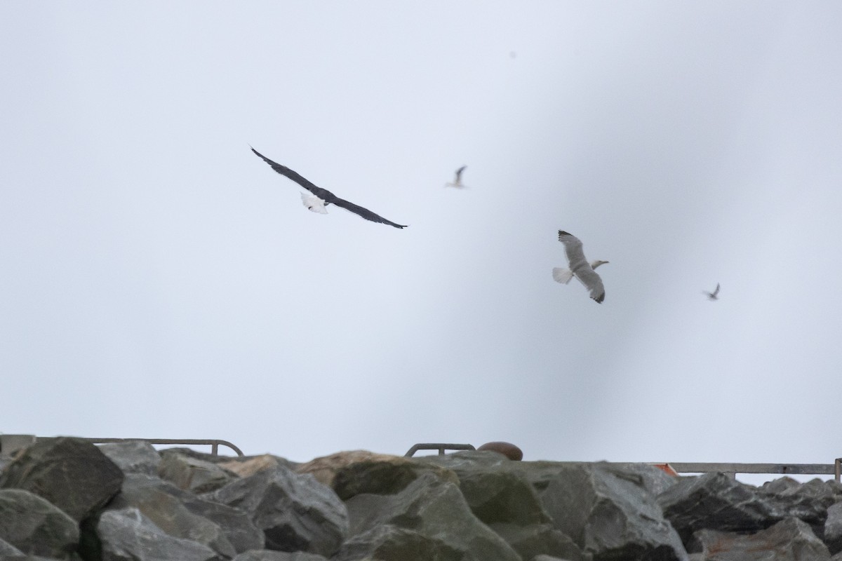 Great Black-backed Gull - ML646378515