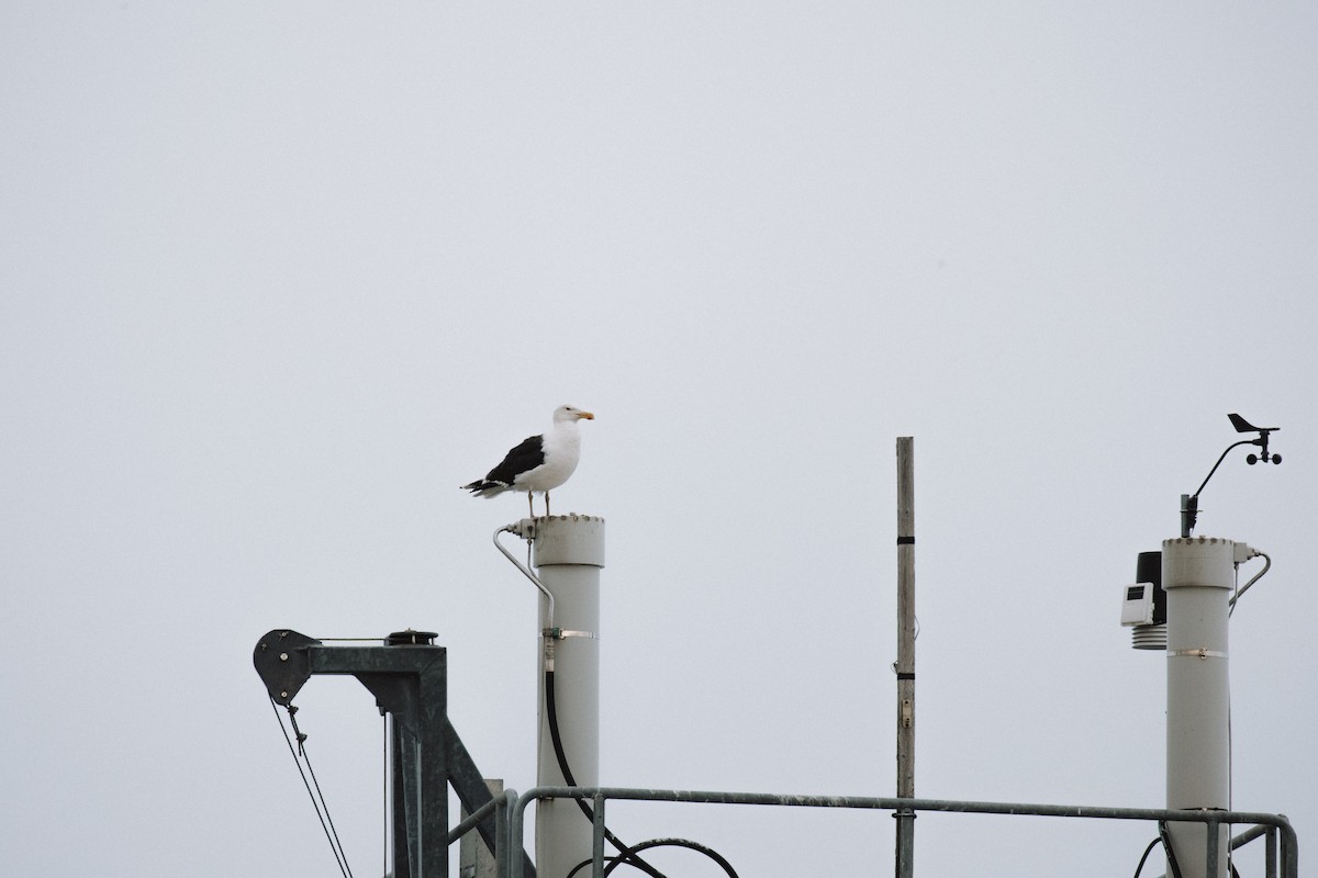 Great Black-backed Gull - ML646378516