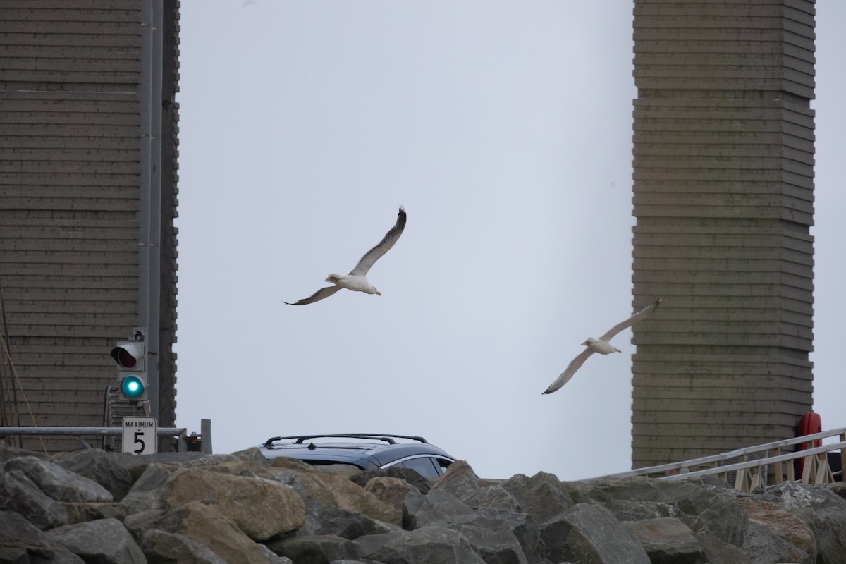 Great Black-backed Gull - ML646378517
