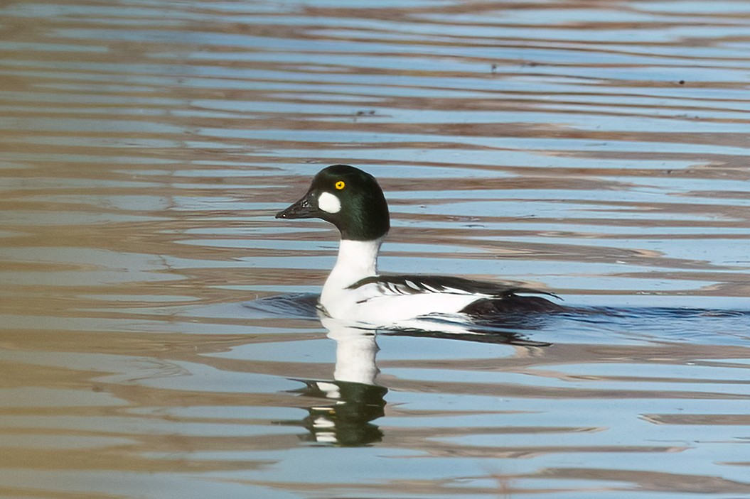 Common Goldeneye - ML646378519