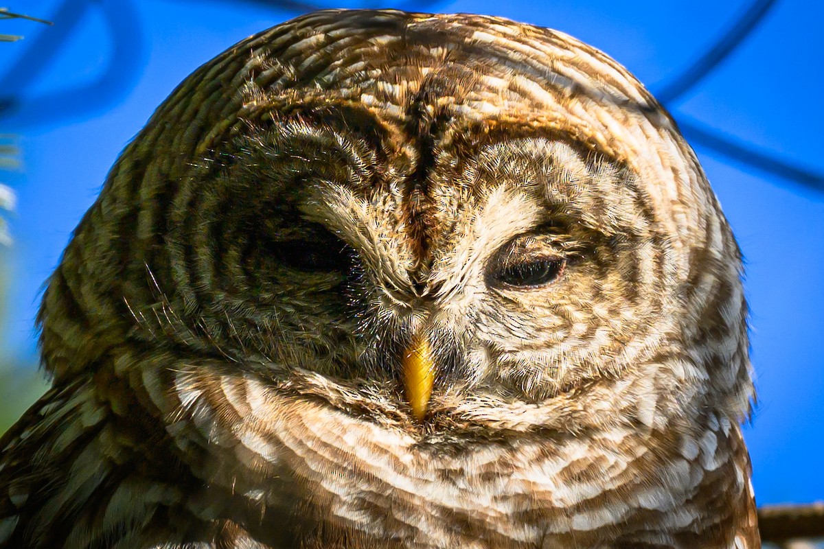Barred Owl - ML646378520