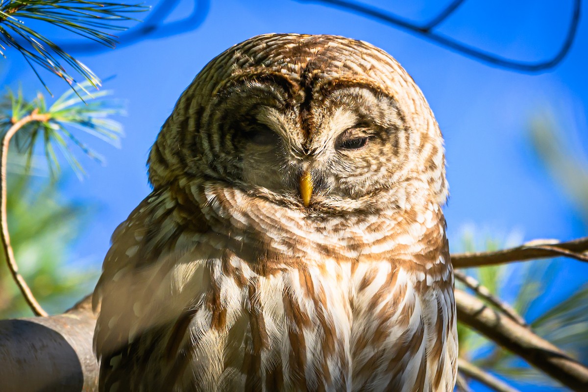 Barred Owl - ML646378521
