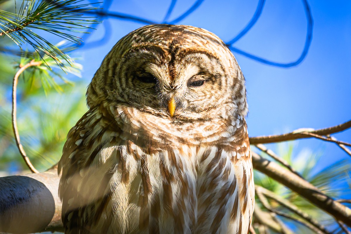 Barred Owl - ML646378522
