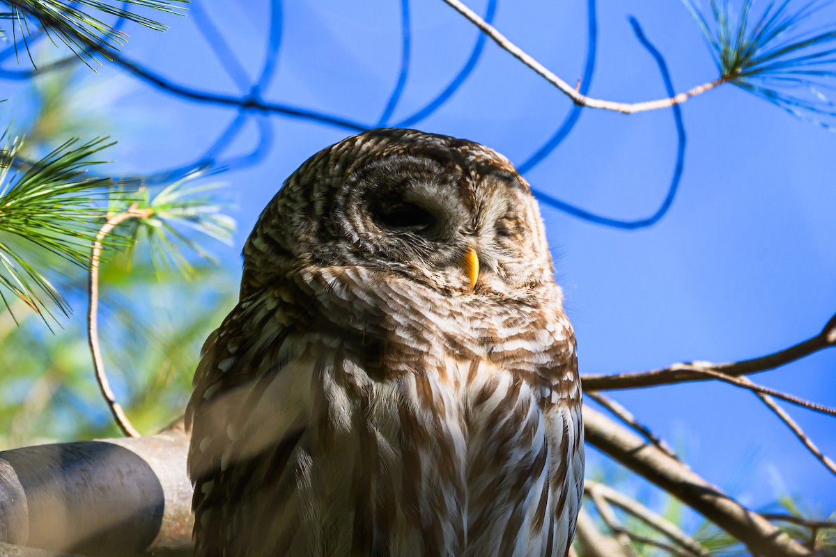 Barred Owl - ML646378523