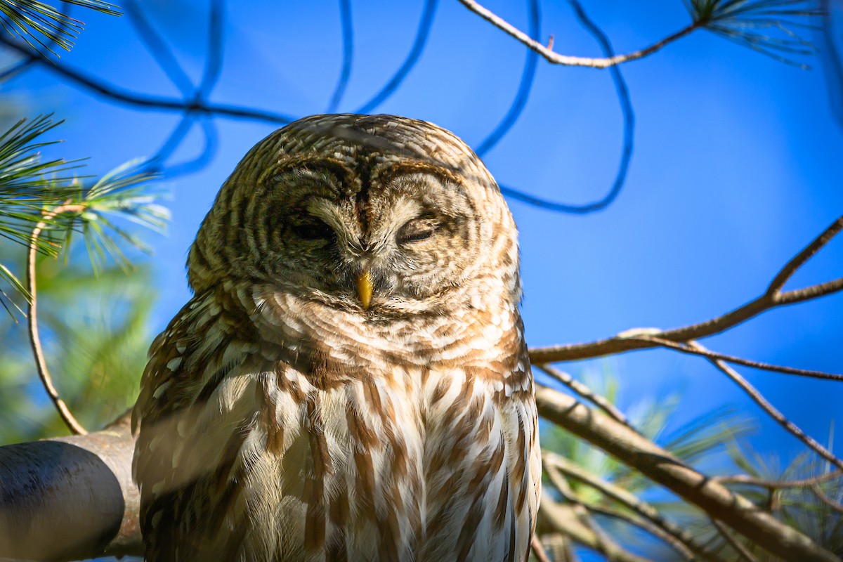 Barred Owl - ML646378524