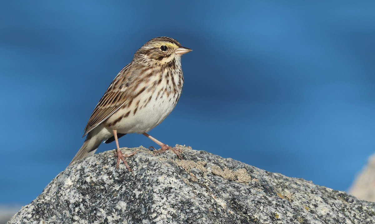 Savannah Sparrow - ML646378526