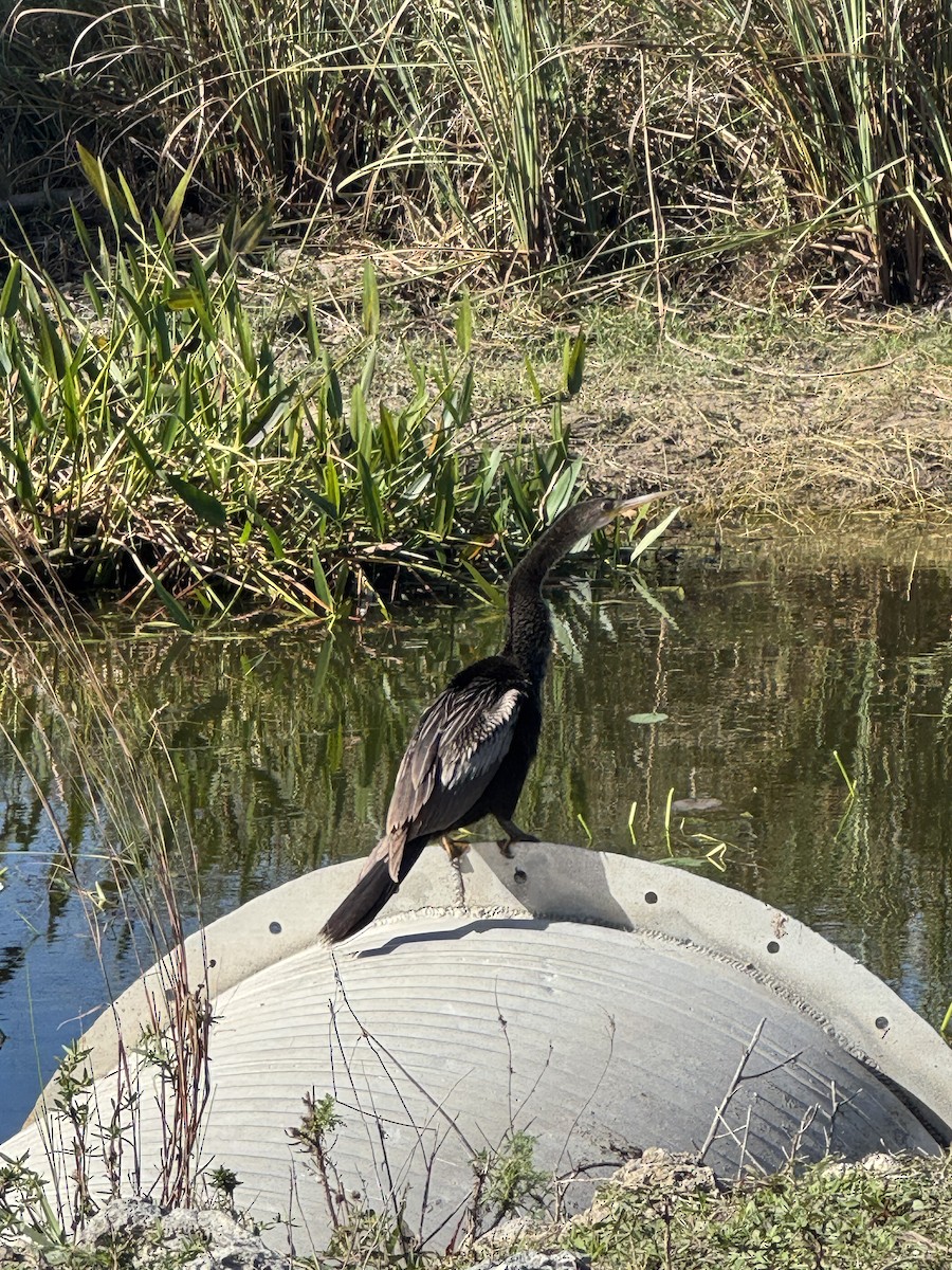 Anhinga - ML646378527