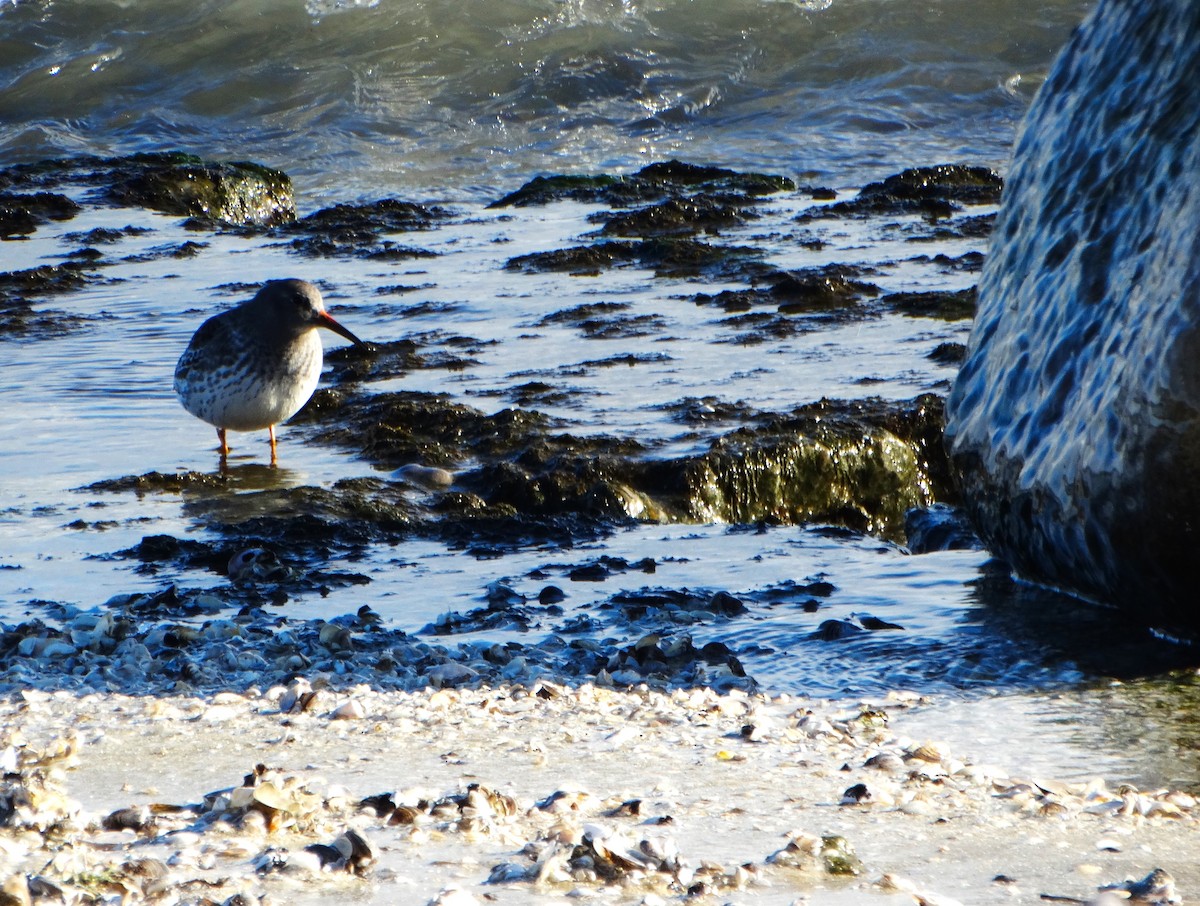 Purple Sandpiper - ML646378528
