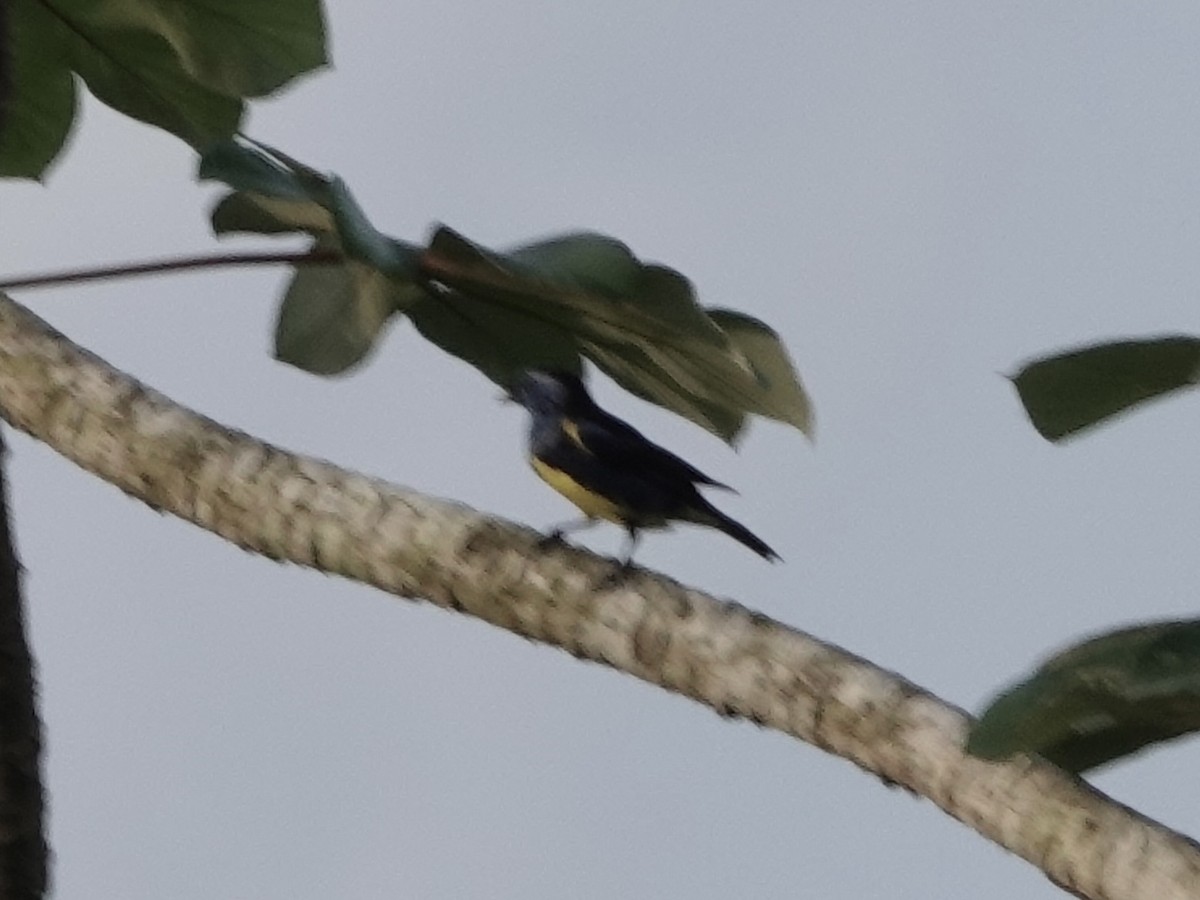 Calliste diable-enrhumé - ML646378529