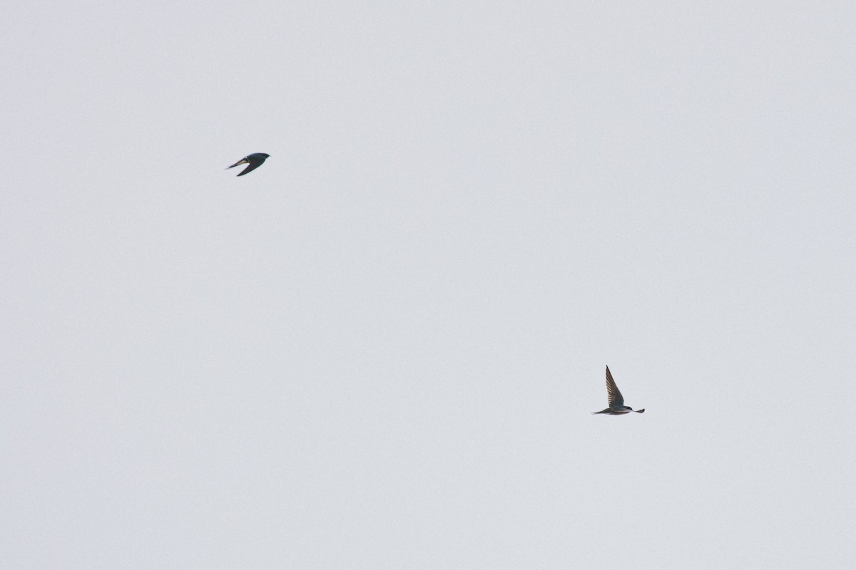 Ластівка сільська - ML646378530