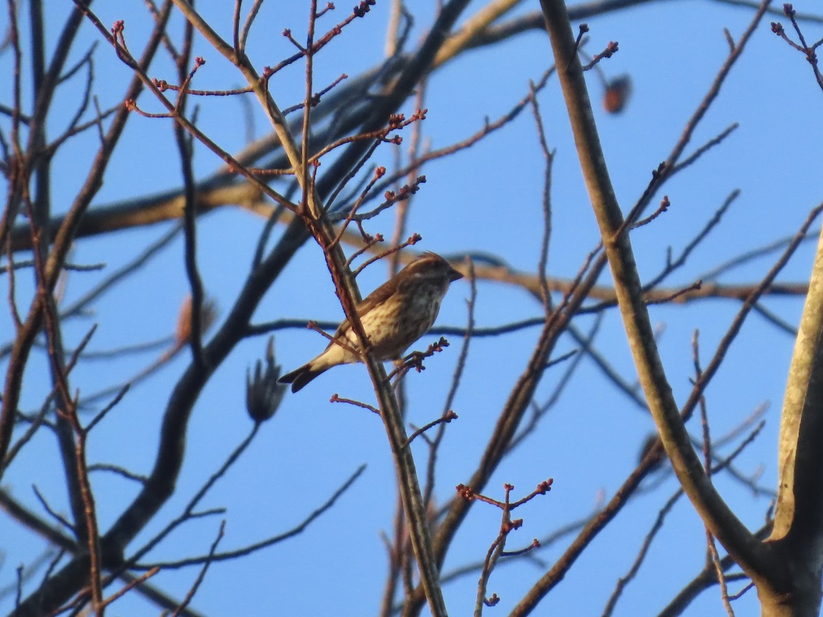 Purple Finch - ML646378531