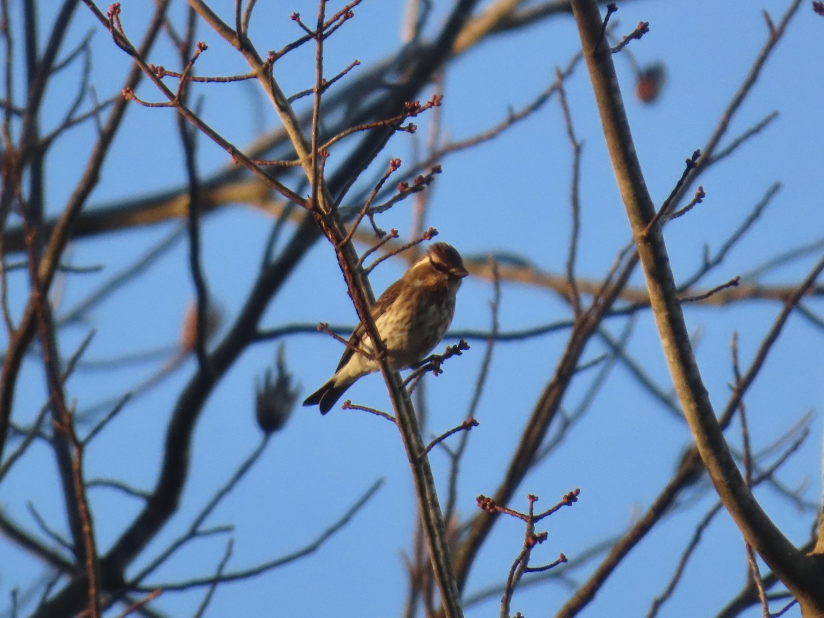 Purple Finch - ML646378532
