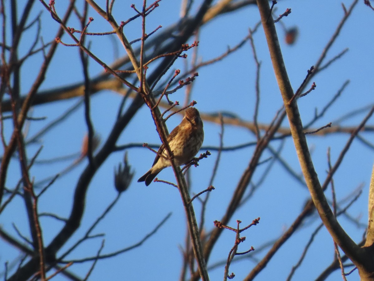 Purple Finch - ML646378533