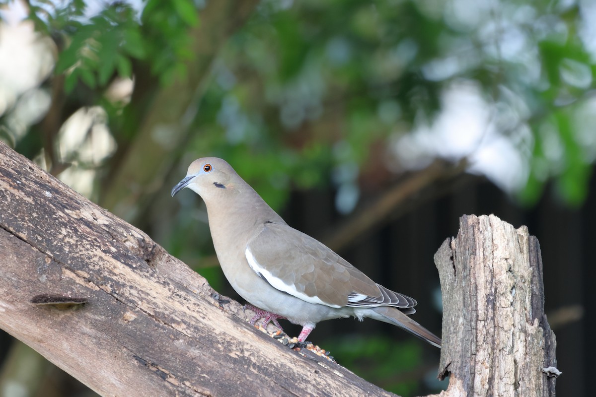White-winged Dove - ML646378535