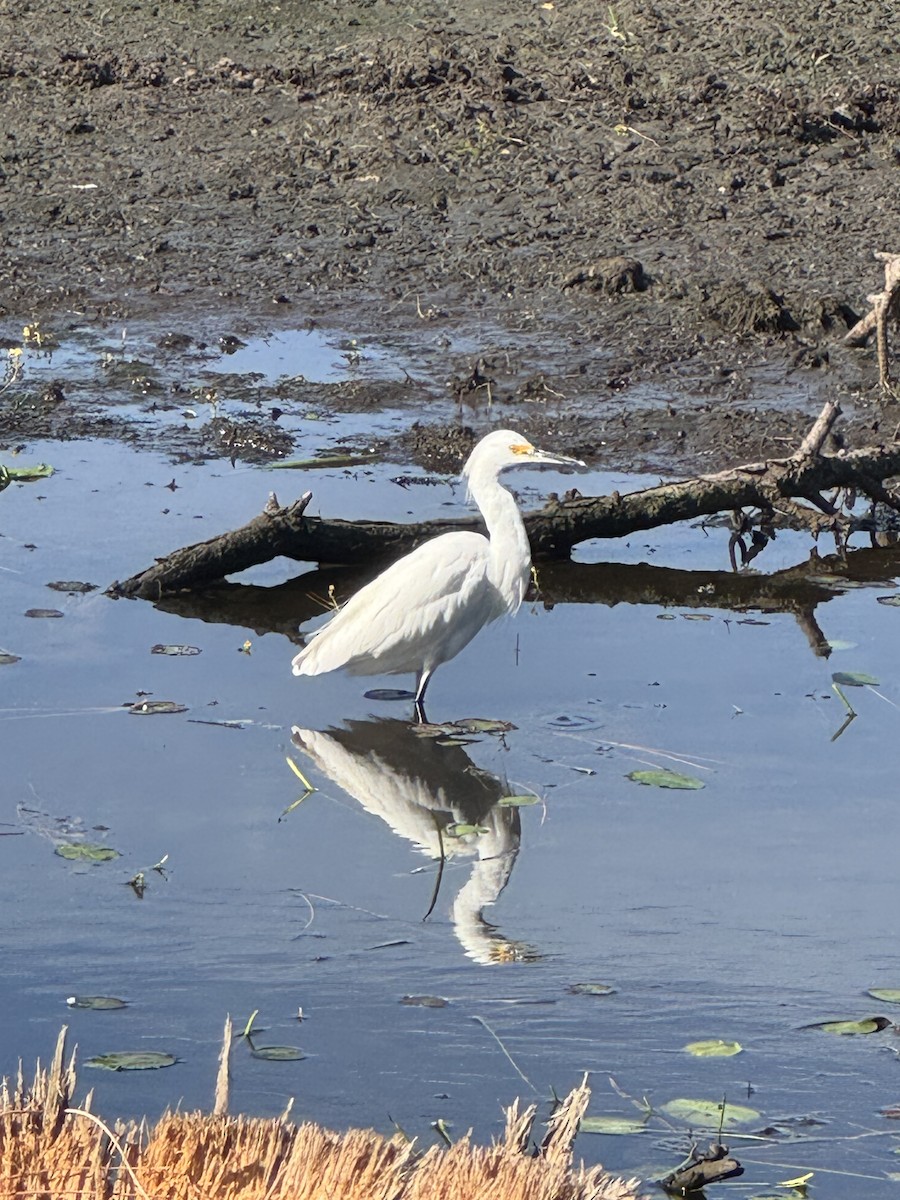 Snowy Egret - ML646378536