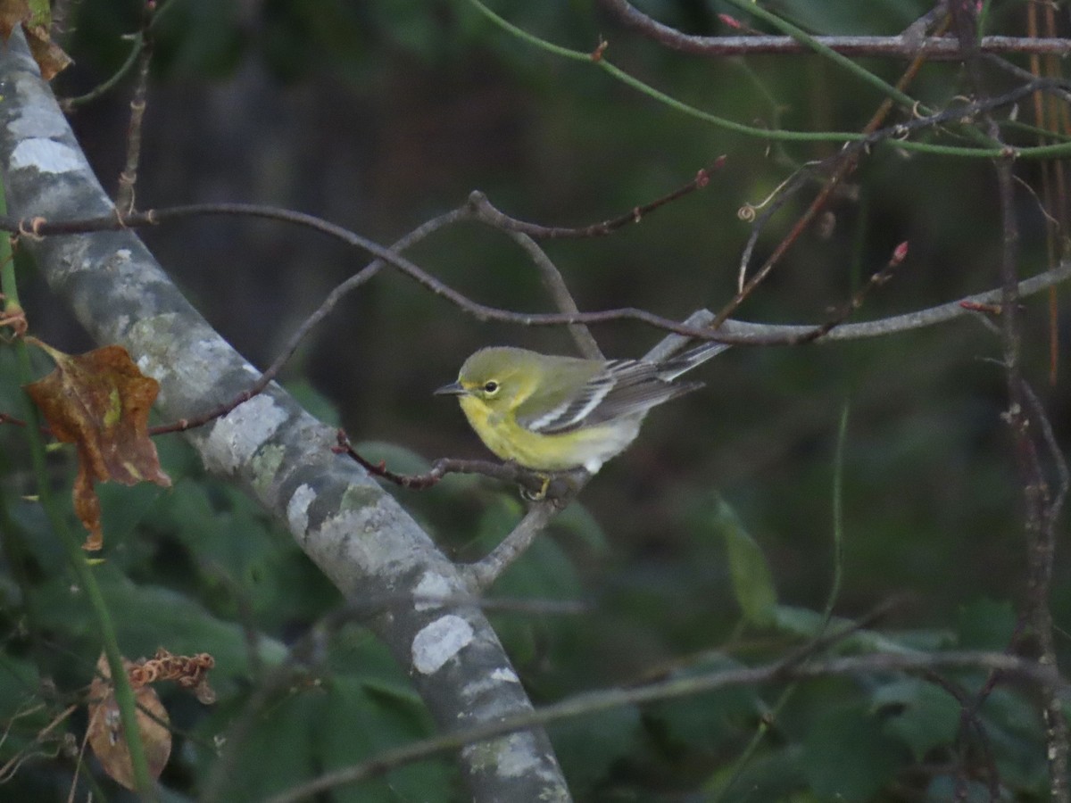 Pine Warbler - ML646378539