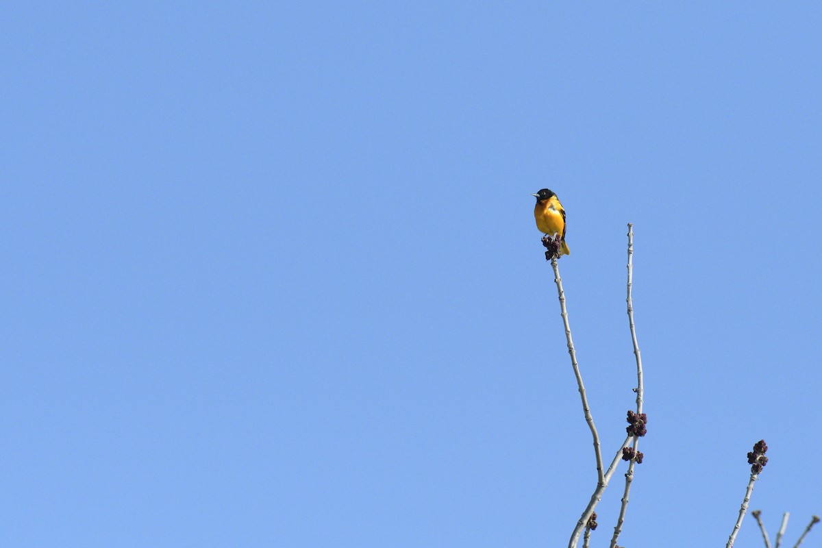 Baltimore Oriole - ML646378540