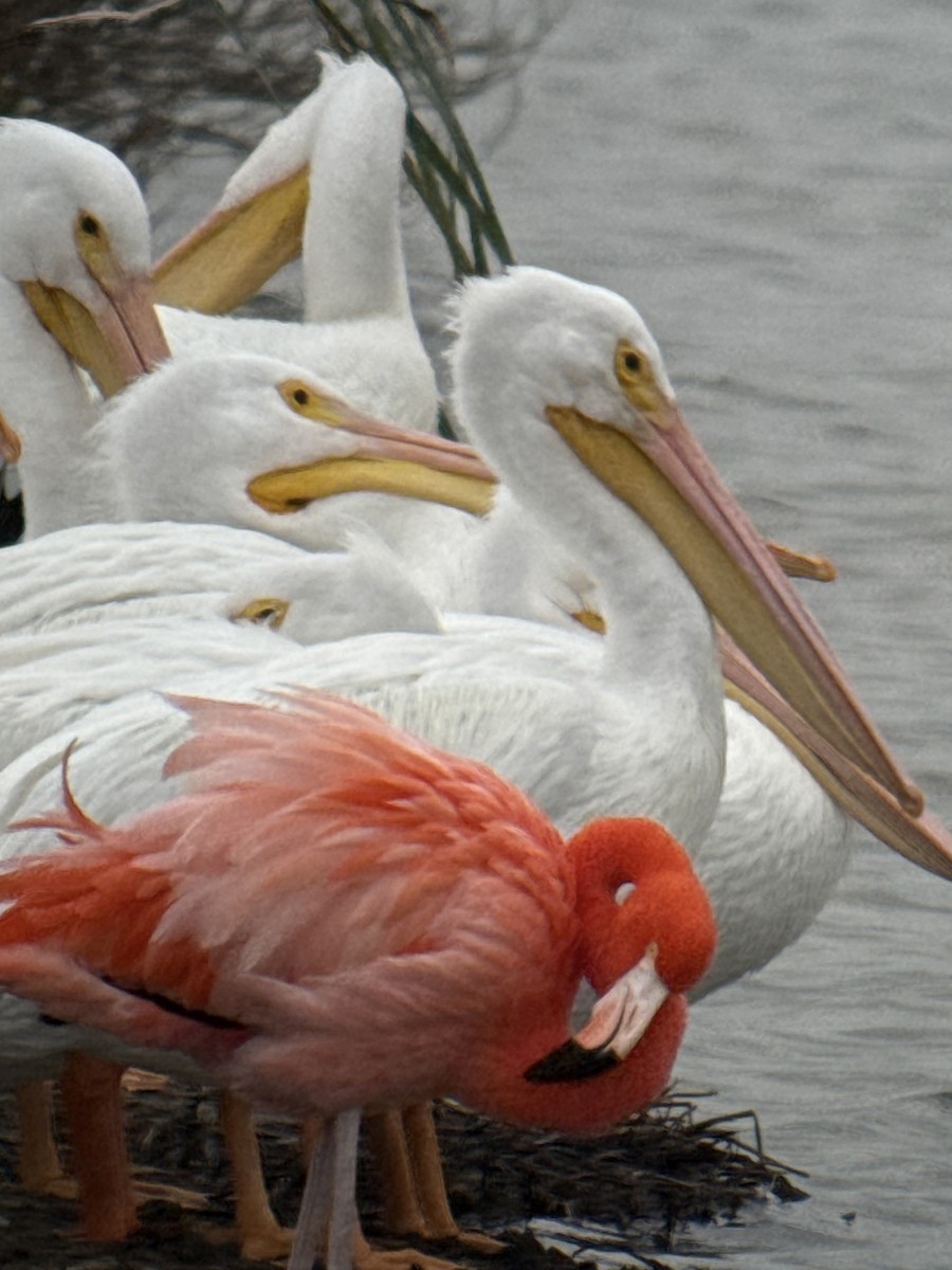 American Flamingo - ML646378542