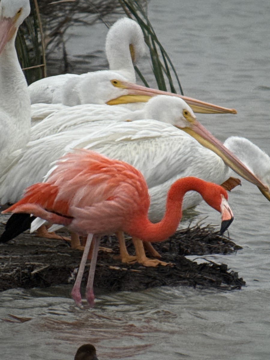 American Flamingo - ML646378543