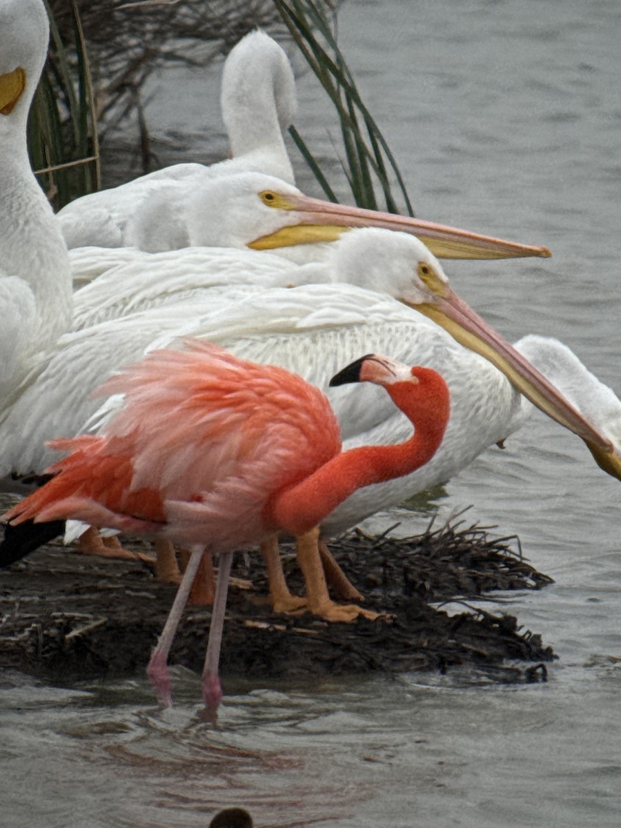 American Flamingo - ML646378544