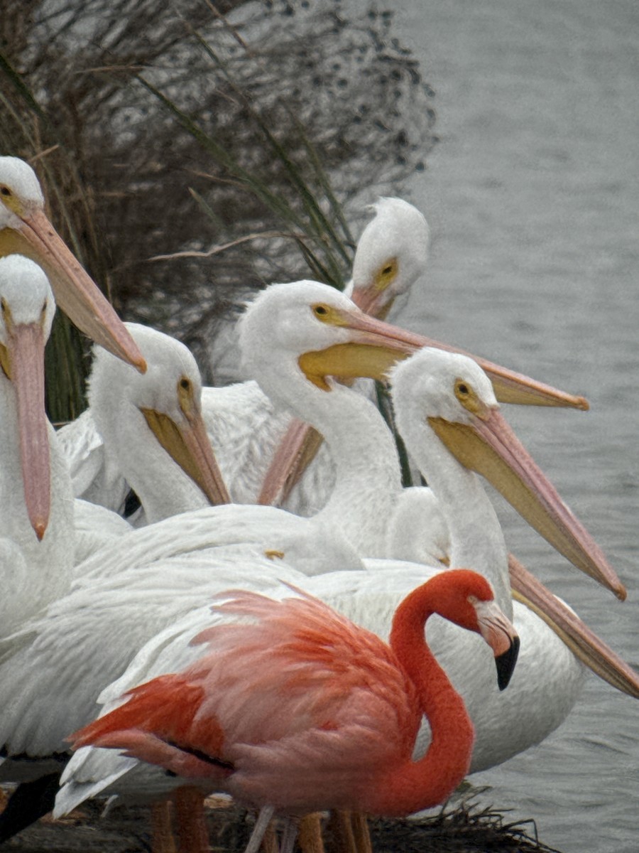 American Flamingo - ML646378545