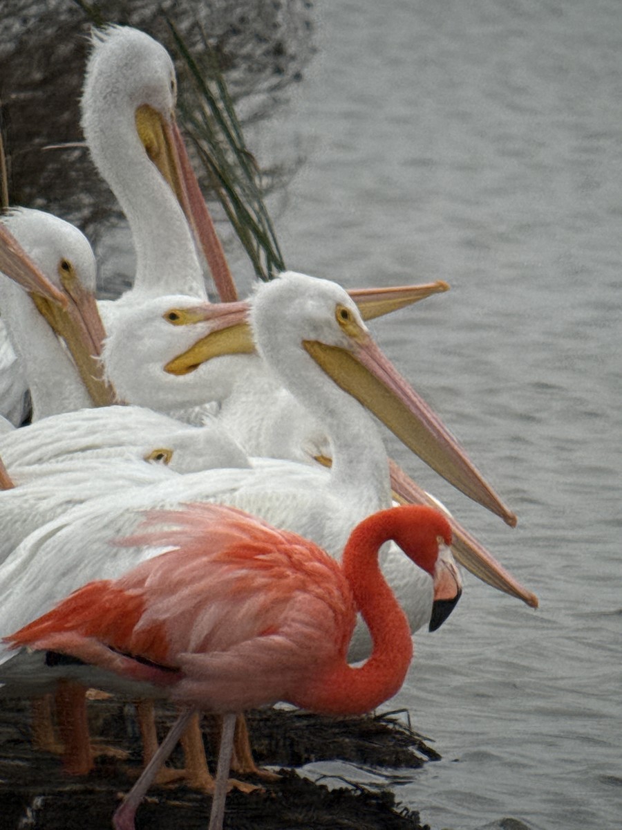 American Flamingo - ML646378546