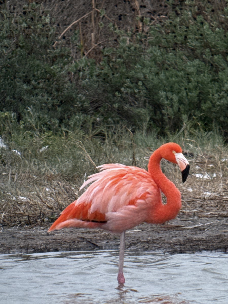 American Flamingo - ML646378547