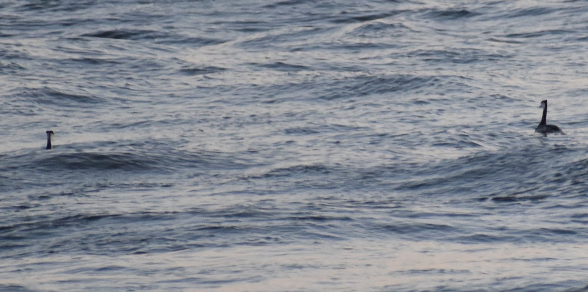 Great Crested Grebe - ML646378548