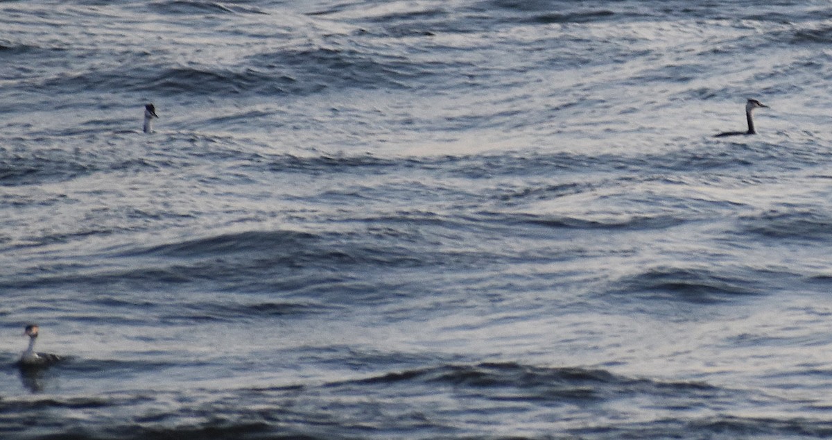 Great Crested Grebe - ML646378549