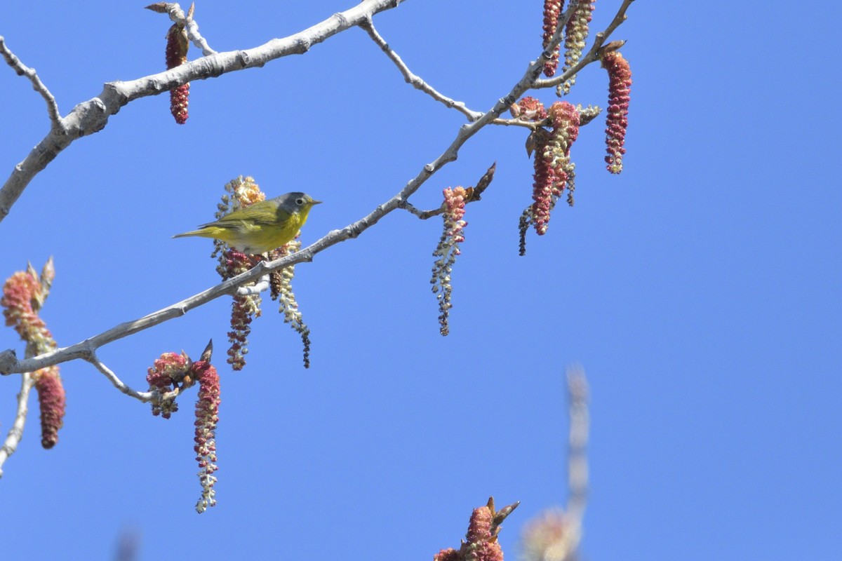 Nashville Warbler - ML646378550