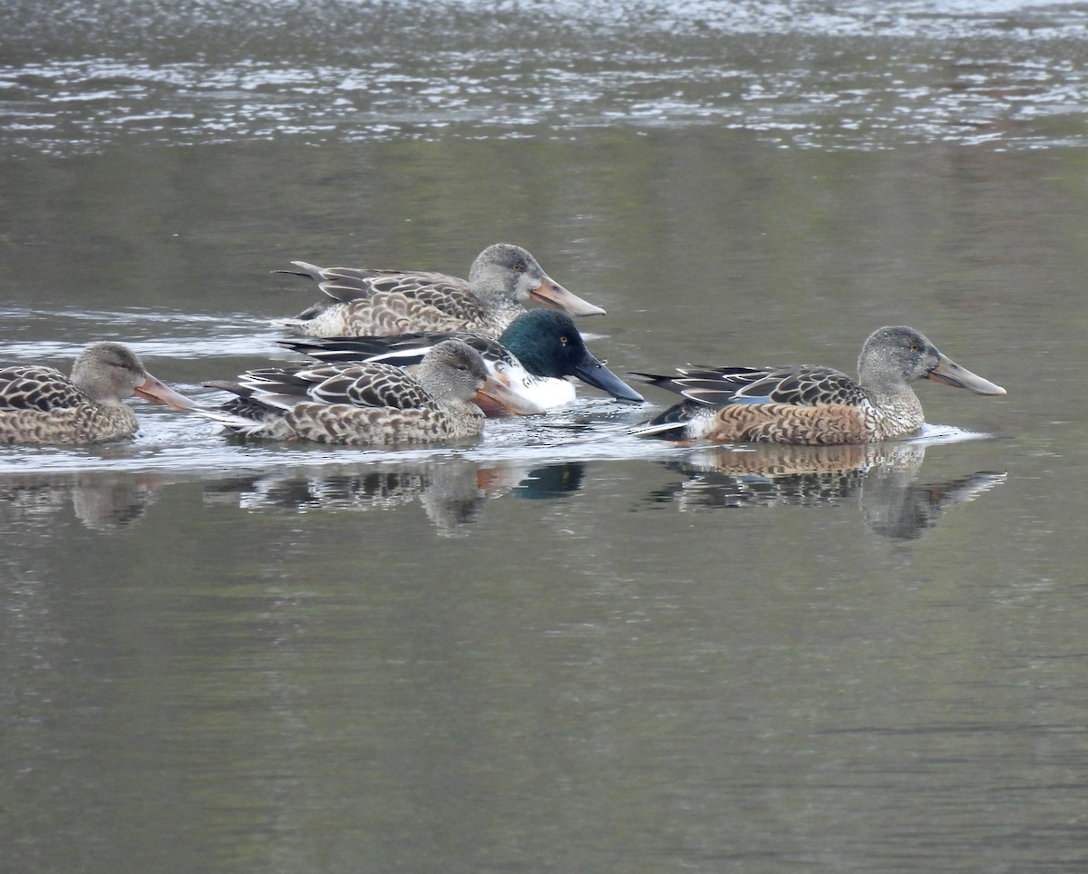 Northern Shoveler - ML646378552