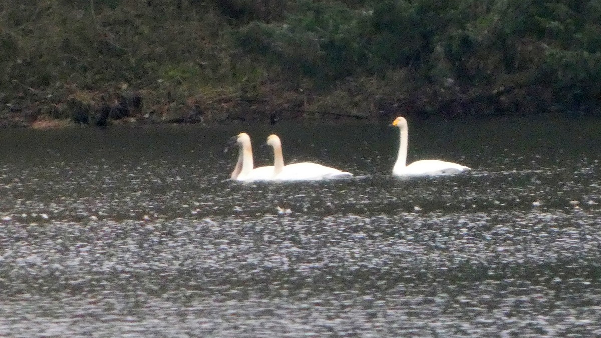 Whooper Swan - ML646378553