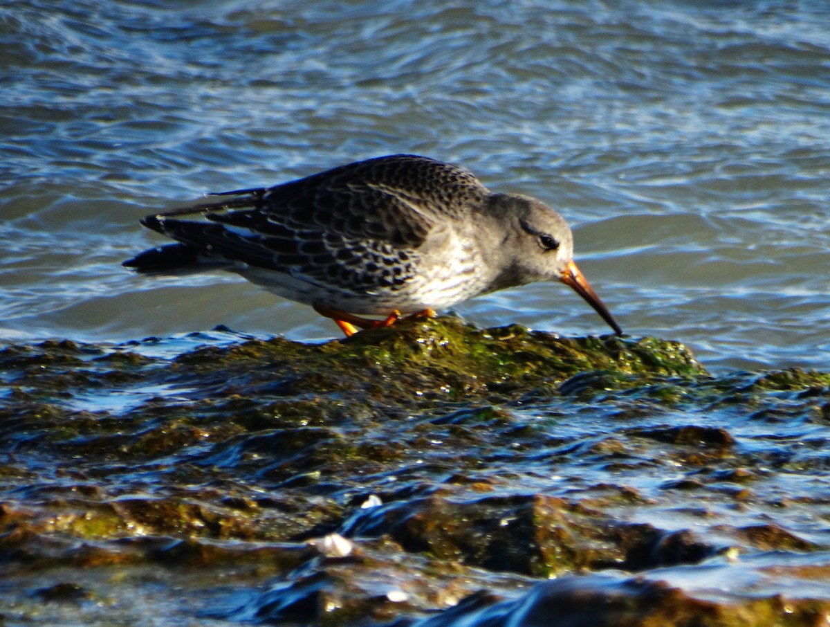 Purple Sandpiper - ML646378554