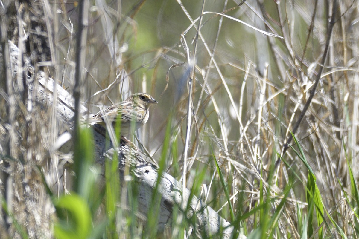 Grasshopper Sparrow - ML646378555